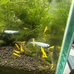 ミナミヌマエビ10匹の画像