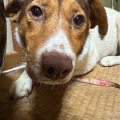 中型雑種犬　ソイ　3歳