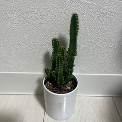 サボテン🌵バラ売り　まとめ売り可の画像