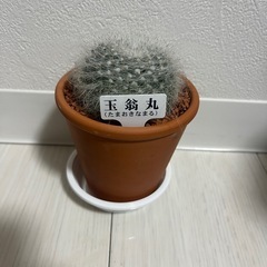 サボテン🌵バラ売り　まとめ売り可の画像