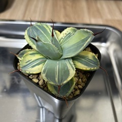 アガベ　パリー　ライムストリークの画像