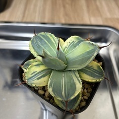 アガベ　パリー　ライムストリークの画像