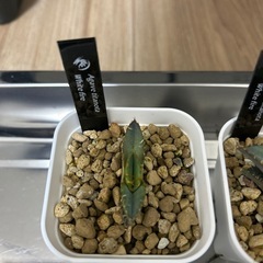 アガベ　チタノタ　アロエの画像