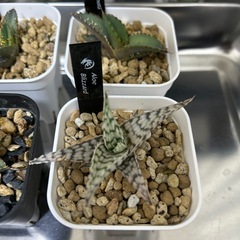 アガベ　チタノタ　アロエの画像