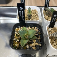 アガベ　チタノタ　アロエの画像