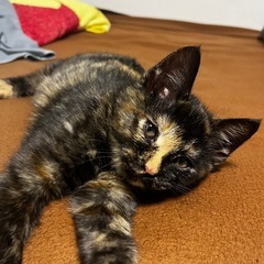 子猫人馴れ訓練