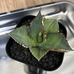 アガベ　オテロイ　実生の画像