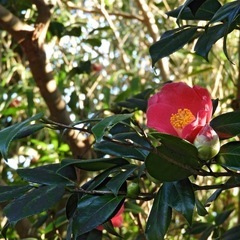 伊豆大島のヤブツバキを探してます