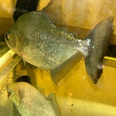 大幅値下げ中！レッドチークダイヤモンドブラックピラニアの画像