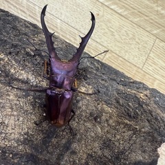 メタリフェルホソアカクワガタの画像