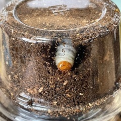 ムシモンオオクワガタ幼虫3令
10頭の画像