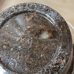ムシモンオオクワガタ幼虫3令
10頭の画像