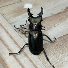 エラフスホソアカクワガタ♂37㍉単の画像