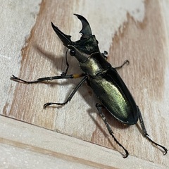 エラフスホソアカクワガタ♂37㍉単の画像