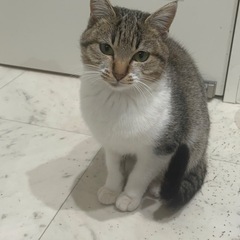 キジシロ女の子4ヶ月くらい