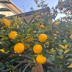 柚子30個①⑤の画像