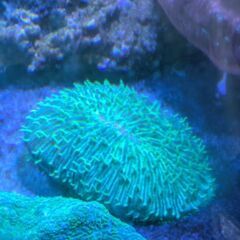 クサビライシ 極美 大型個体の画像