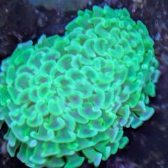 ナガレハナサンゴ スーパーメタリックグリーンの画像