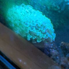 ナガレハナサンゴ スーパーメタリックグリーンの画像
