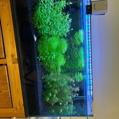 ジャイアントラアンブレアの画像