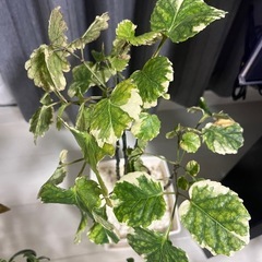 観葉植物🪴　バラ売り　まとめ売り可の画像