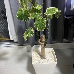 観葉植物🪴　バラ売り　まとめ売り可の画像