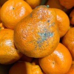 温室みかん小原紅大1箱5kgの画像