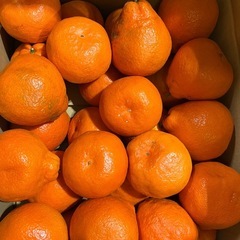 温室みかん小原紅大1箱5kgの画像