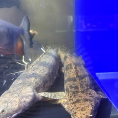 年末SALE!!!エンドリケリー セミショート個体！の画像