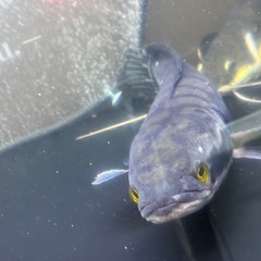 レッドスネークヘッドの画像