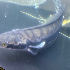 レッドスネークヘッドの画像