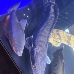 レッドスネークヘッドの画像