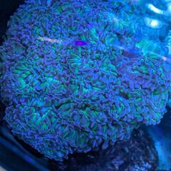 ナガレハナサンゴ ブランチ 茎グリーン 美 特大の画像