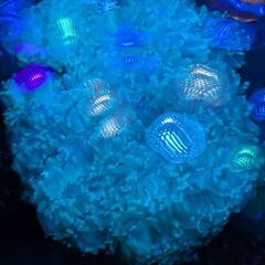 ナガレハナサンゴ スーパークリアグリーン 特大の画像