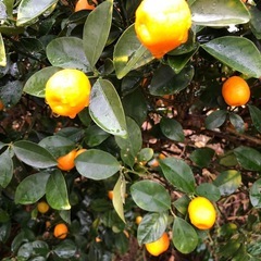 無農薬　きんかん　採れたて　202512271の画像