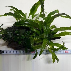 ミクロソリウム、アヌビア(無農薬水中葉)の画像