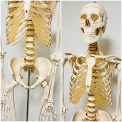 人体模型/骨格標本(等身大)の画像