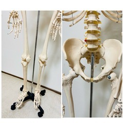 人体模型/骨格標本(等身大)の画像