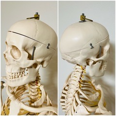 人体模型/骨格標本(等身大)の画像