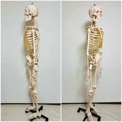 人体模型/骨格標本(等身大)の画像