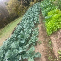 新鮮野菜をお安くの画像