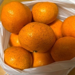 訳ありみかん　　の画像
