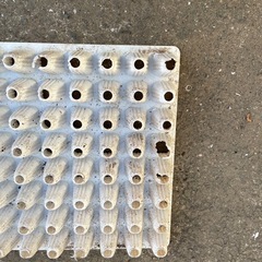 機械植えセルトレーの画像