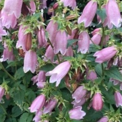 ほたる袋　抜き苗　3株の画像