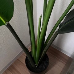 フェイクグリーン　ニトリ　トラベラーズパームの画像