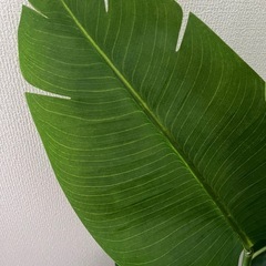 フェイクグリーン　ニトリ　トラベラーズパームの画像