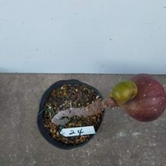 イチジク　トーフィン　１株の画像