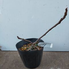 イチジク　トーフィン　苗木の画像