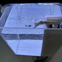 オーバーフロウ水槽 熱帯魚 ライト付きの画像