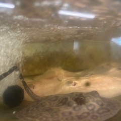 淡水エイ　　アルビノの画像